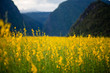 © pangoasis - Yellow flower field known as sunn hemp and mountain background.