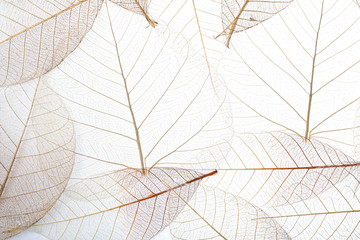 Top view of beautiful decorative skeleton leaves
