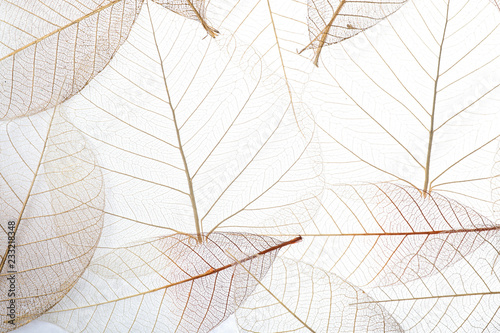 Top view of beautiful decorative skeleton leaves