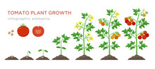 Tomato Plant Growth Stages Infographic Elements In Flat Design. Planting Process Of Tomato From Seeds Sprout To Ripe Vegetable, Plant Life Cycle Isolated On White Background, Stock Vector Illustration