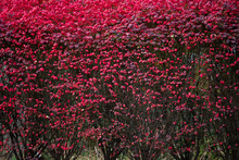 Red Bush In Autumn