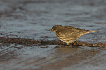 Poster - 	 A pretty Rock Pipit (Anthus petrosus) searching for food on the shores of the Moray Firth in north east Scotland.	