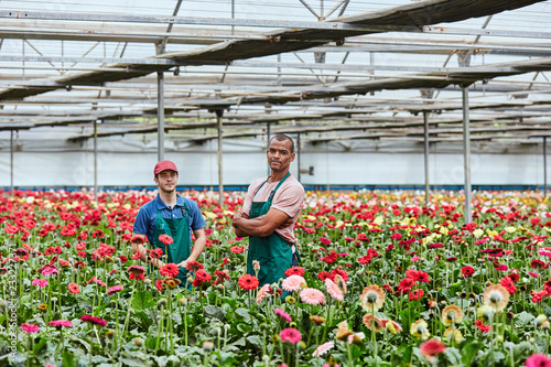 Fototapeta Confident Florists Standing Amidst Gerbera Daisies In Greenhouse