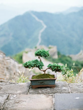 Bonsai Tree On Great Wall