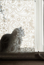 Silhouette Of Cat Behind Window Behind