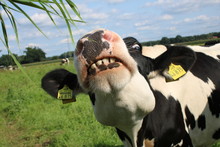 Hungry Cow / Hungrige Kuh Auf Der Außenweide, Die Gerne Das Gras Haben Möchte, Was Hochgehalten Wird.   Aufnahme : Meppen/ Emsland/ Germany 