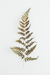 Wall Mural - Fern leaf on white background. Flat lay, top view.