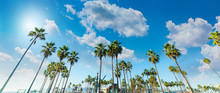Tall Palm Trees In Venice Beach In Los Angeles