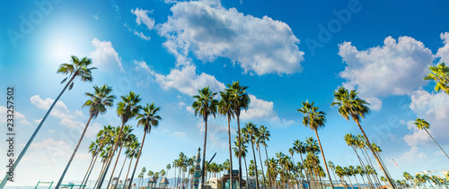 Cuadros en Lienzo Tall palm trees in Venice Beach in Los Angeles