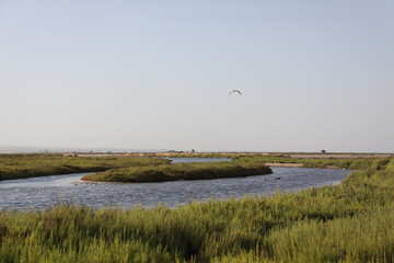 Poster - GAVIOTA