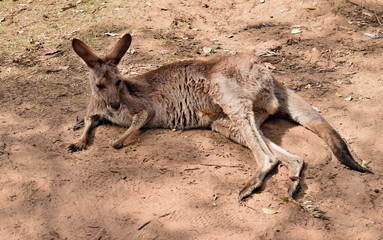 Wall Mural -  Wild red kangaroo resting in the park