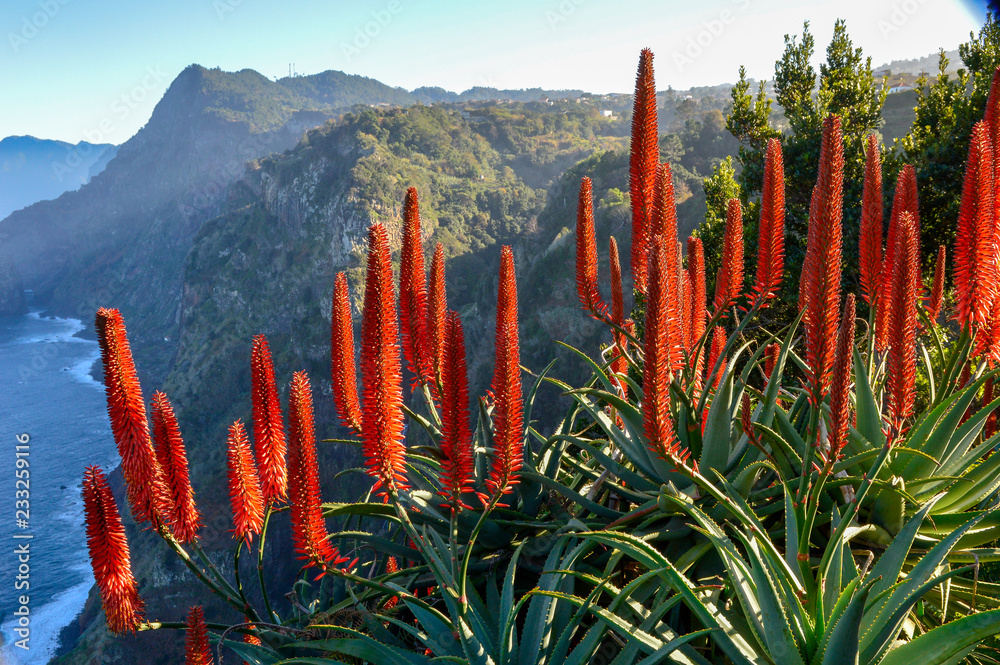 Red flowers, candelabra aloe on the shoreline of Madeira island, Portugal.  Stock Photo | Adobe Stock