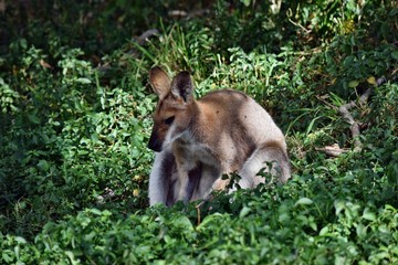 Wall Mural - Young cute wild gray wallaby kangaroo