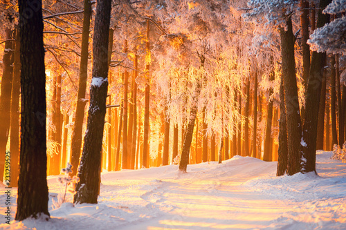 Plakat Zimowy las tło