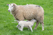 twin lambs feeding on ewe