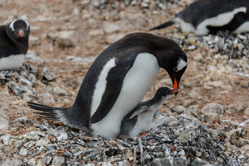 Gentoo penguin with chick in nest