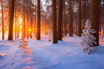 Winter sunny landscape