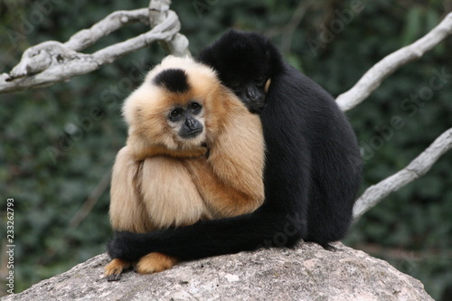 Fotografía Gibbons kuschelnd schwarz weiß