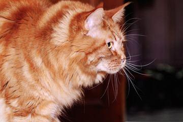 Close-up Portrait of red tabby ginger Maine Coon Cat