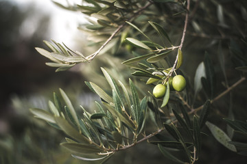 green olive tree in morocco