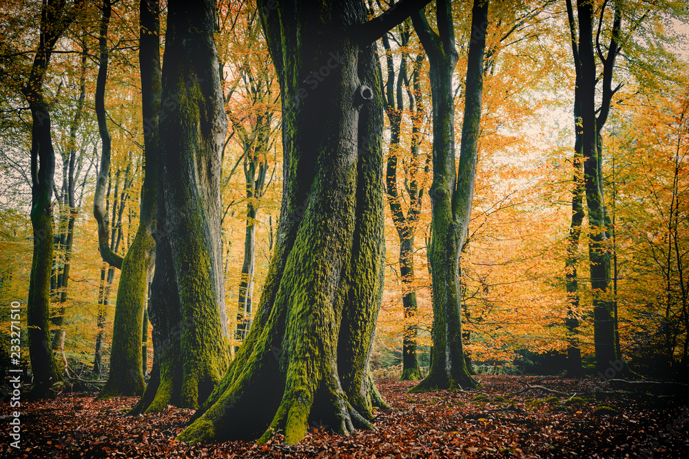 Autumn Color of Beech Trees in Speulderbos - obrazy, fototapety, plakaty 