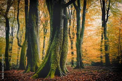 Fotografía Autumn Color of Beech Trees in Speulderbos