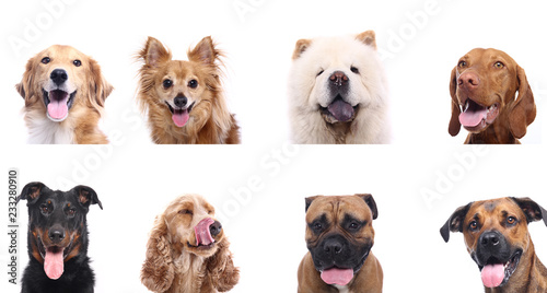 Group of dogs © Djomas