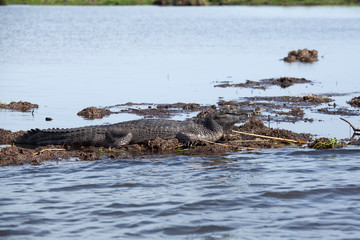 Wall Mural - Dark alligator (Caiman yacare) in Esteros del Ibera, Argentina.