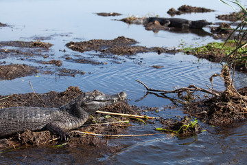 Wall Mural - Dark alligators (Caiman yacare) in Esteros del Ibera, Argentina.