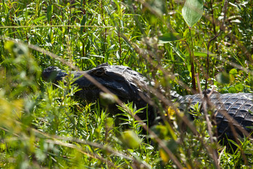 Wall Mural - Dark alligator (Caiman yacare) in Esteros del Ibera, Argentina.