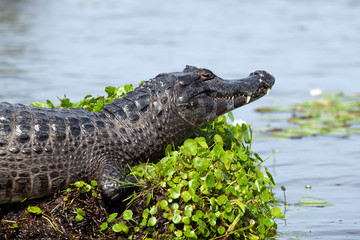 dark alligator (caiman yacare) in esteros del ibera, argentina.