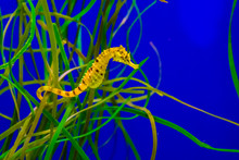 Common Estuary Spotted Yellow Seahorse Hanging On Some Grass In The Tropical Water Aquarium