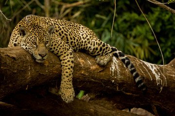 Brazilian Pantanal: The Jaguar