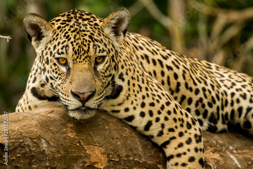 Brazilian Pantanal: The Jaguar Tableau sur Toile