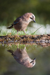 Eurasian Jay, Garrulus glandarius is sitting at the forest waterhole, reflecting in the  surface, preparing for the bath, colorful background and nice soft light, nice typical blue wing s feathers ..