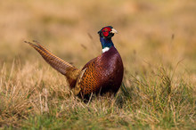 The Common Pheasant, Phasianus Colchicus Is Standing In The Grass And Preparing To Drink, Amazing Light Of The Sunrice, In The Background Is Nice Colorful Bokeh