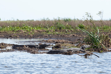 Wall Mural - Dark alligators (Caiman yacare) in Esteros del Ibera, Argentina.