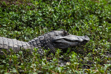 Wall Mural - Dark alligator (Caiman yacare) in Esteros del Ibera, Argentina.