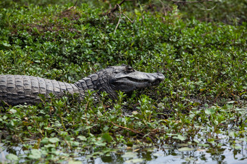 Wall Mural - Dark alligator (Caiman yacare) in Esteros del Ibera, Argentina.