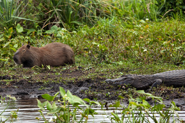 Wall Mural - Dark alligator (Caiman yacare) and male Capybara in Esteros del Ibera, Argentina.