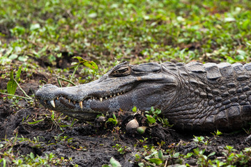 Wall Mural - Dark alligator (Caiman yacare) in Esteros del Ibera, Argentina.