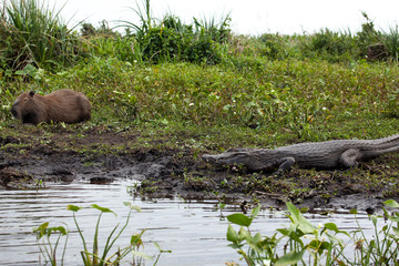 Wall Mural - Dark alligator (Caiman yacare) and male Capybara in Esteros del Ibera, Argentina.