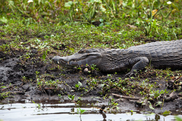 Wall Mural - Dark alligator (Caiman yacare) in Esteros del Ibera, Argentina.