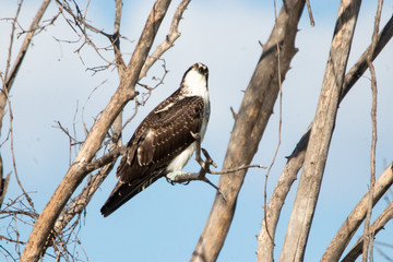 Wall Mural - Curious Osprey