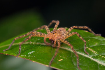 Close-up of Hunstman Spider on green Leaves , Beautiful Spider in Sabah, Borneo ( Selective Focus)