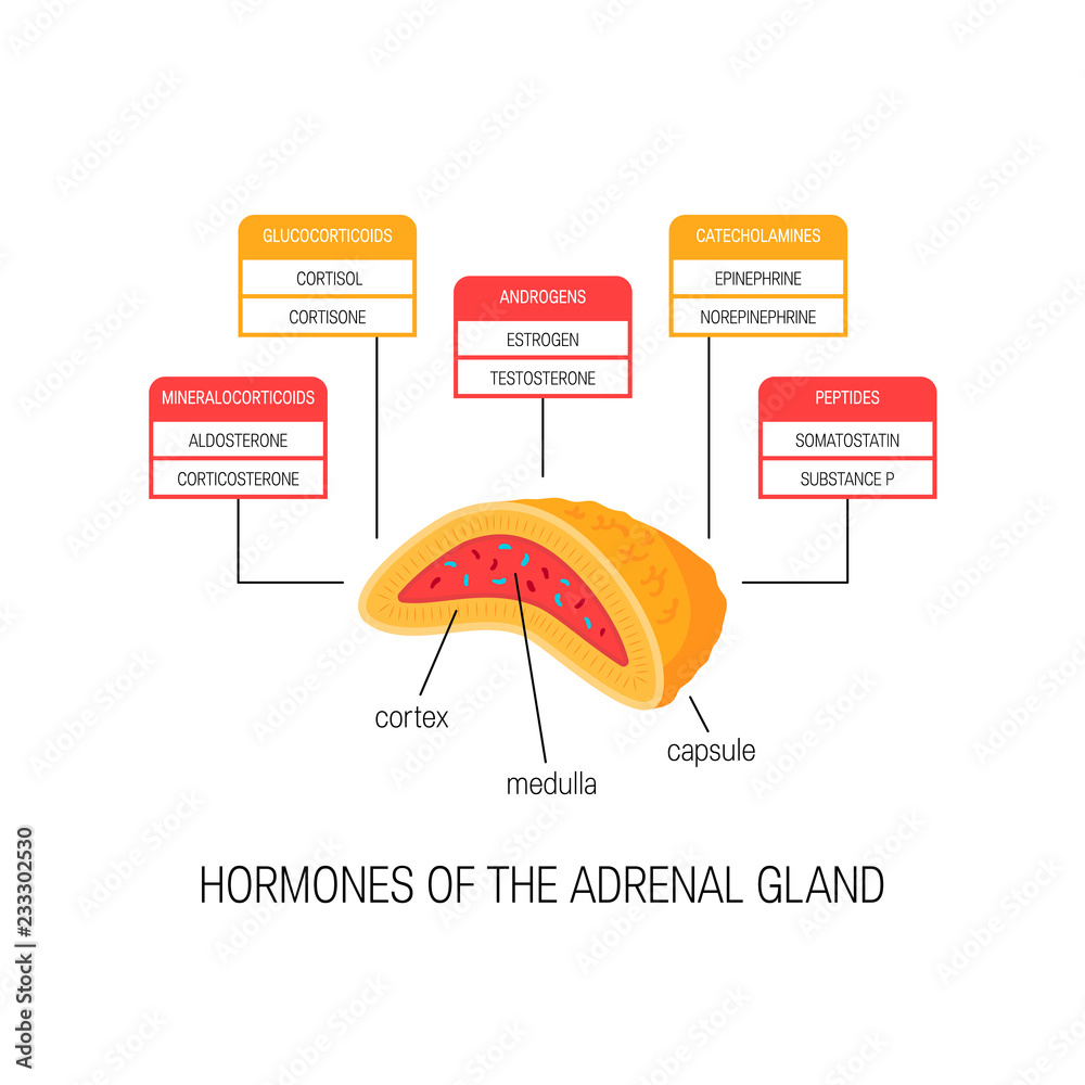 Hormones of the adrenal gland, vector diagram Stock Vector | Adobe Stock