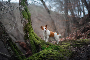 Wall Mural - dog in the moss forest. Jack Russell Terrier on a walk. Active pet on nature