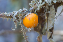 Orange Fruit On Dead Plant