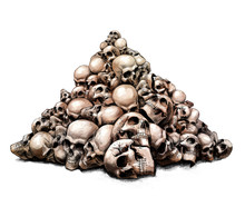 A Slide Of Human Skulls