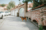 Fototapeta Uliczki - Small dog near a brick wall